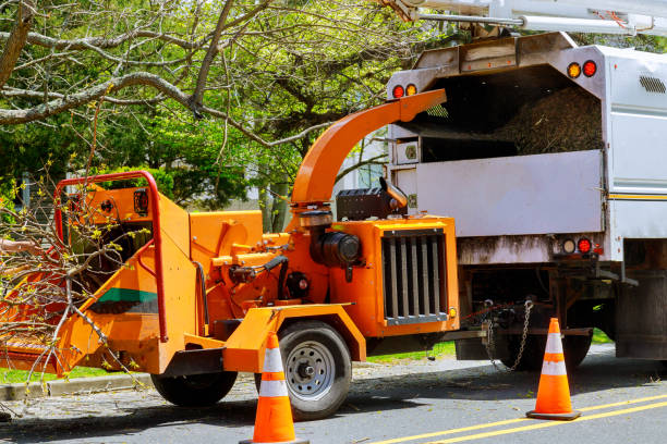 Best Tree Removal  in Cedar Glen Lakes, NJ