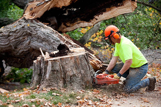 Best Lawn Grading and Leveling  in Cedar Glen Lakes, NJ